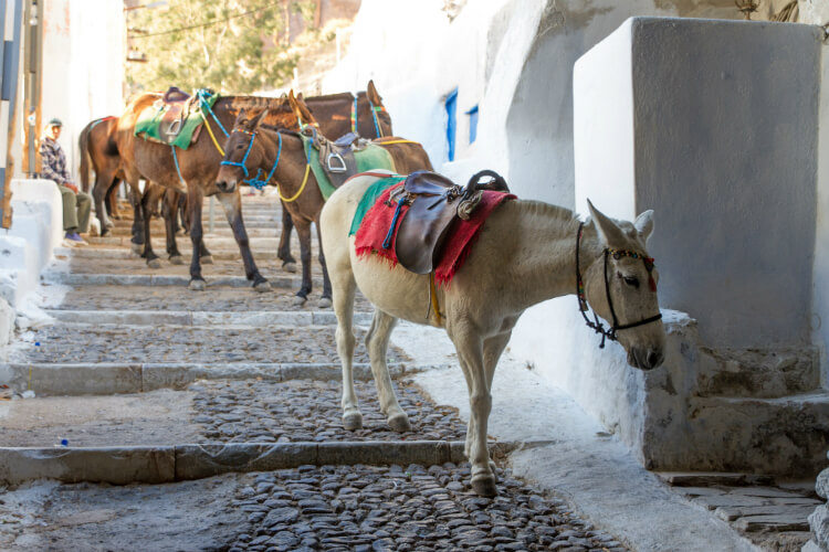 Donkey ride in Santorini